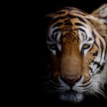 動物占いで虎のレッドタイプと診断された人はどんな性格？