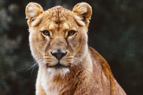 動物占い 相性 ライオン チーター