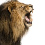 動物占い「ライオン」男性の性格について