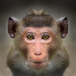 動物占い猿と診断された女性の恋愛について
