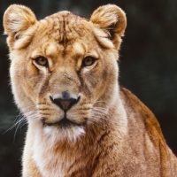 動物占い ライオン 女性 性格