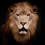 動物占い「ライオン」の人について色別？